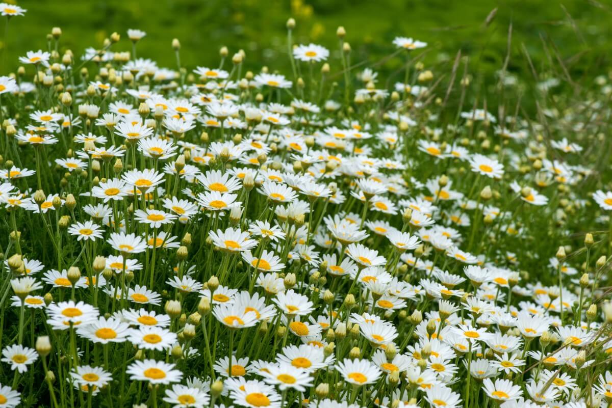 Golden Blooms of Tranquility The Symbolism of Chamomile Flowers Petal Republic