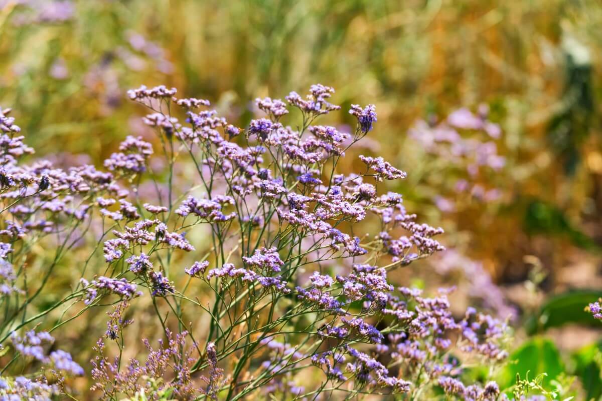 Ultimate Guide to Statice Flower Meaning (Sea Lavender) Petal Republic