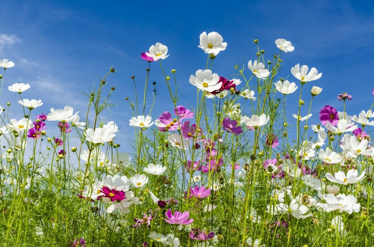 Ultimate Guide to Cosmos Flower Meaning Petal Republic