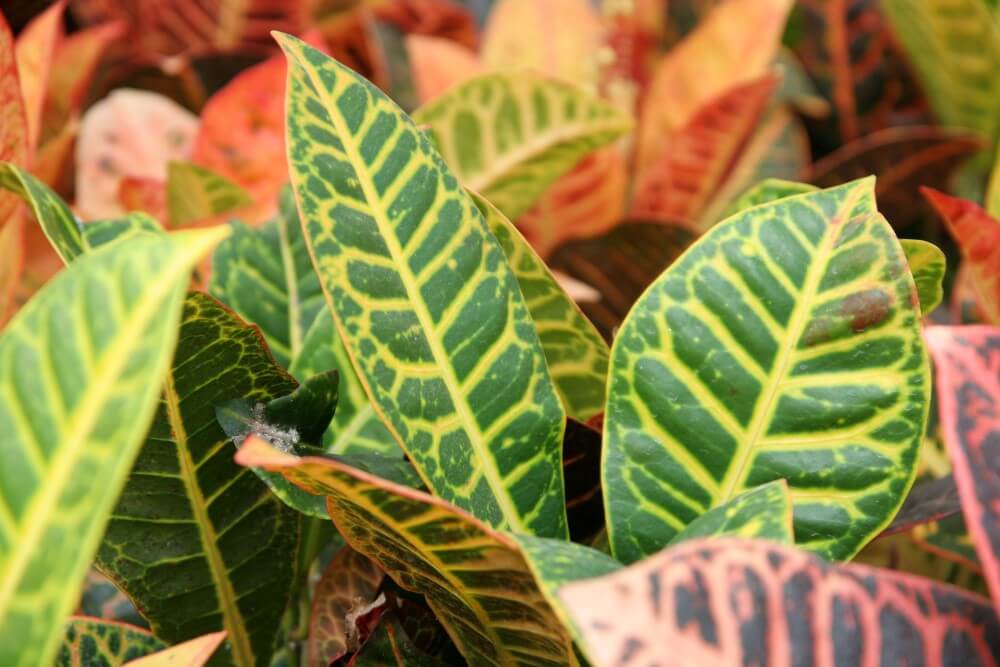 17 Best Types of Croton Plants to Grow at Home (2023)