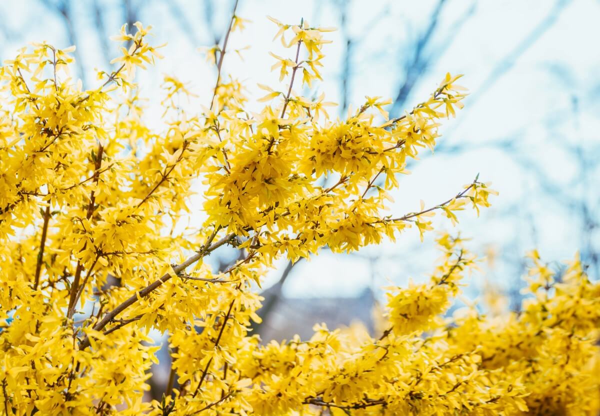 Ultimate Guide to Forsythia Flower Meaning Petal Republic