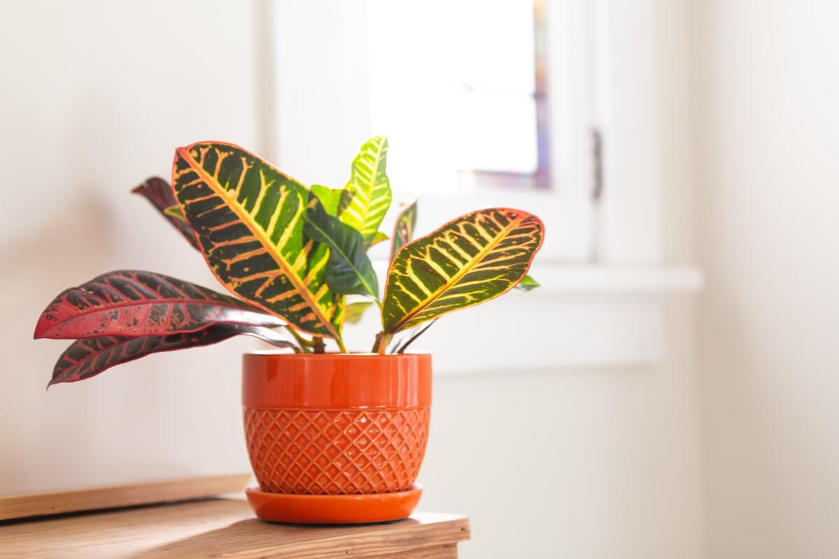 How to Grow and Care for Croton Plants at Home Petal Republic