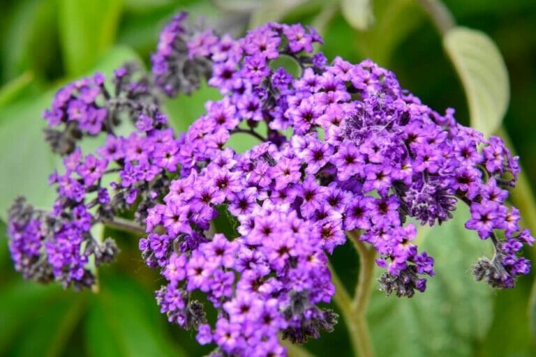 20 Fragrant Purple Flowers That Have Pleasant Scents to Enjoy