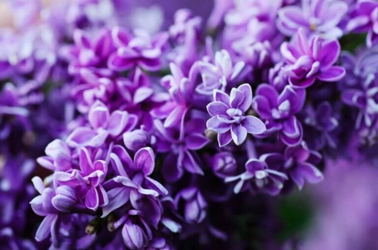 20 Fragrant Purple Flowers That Have Pleasant Scents to Enjoy