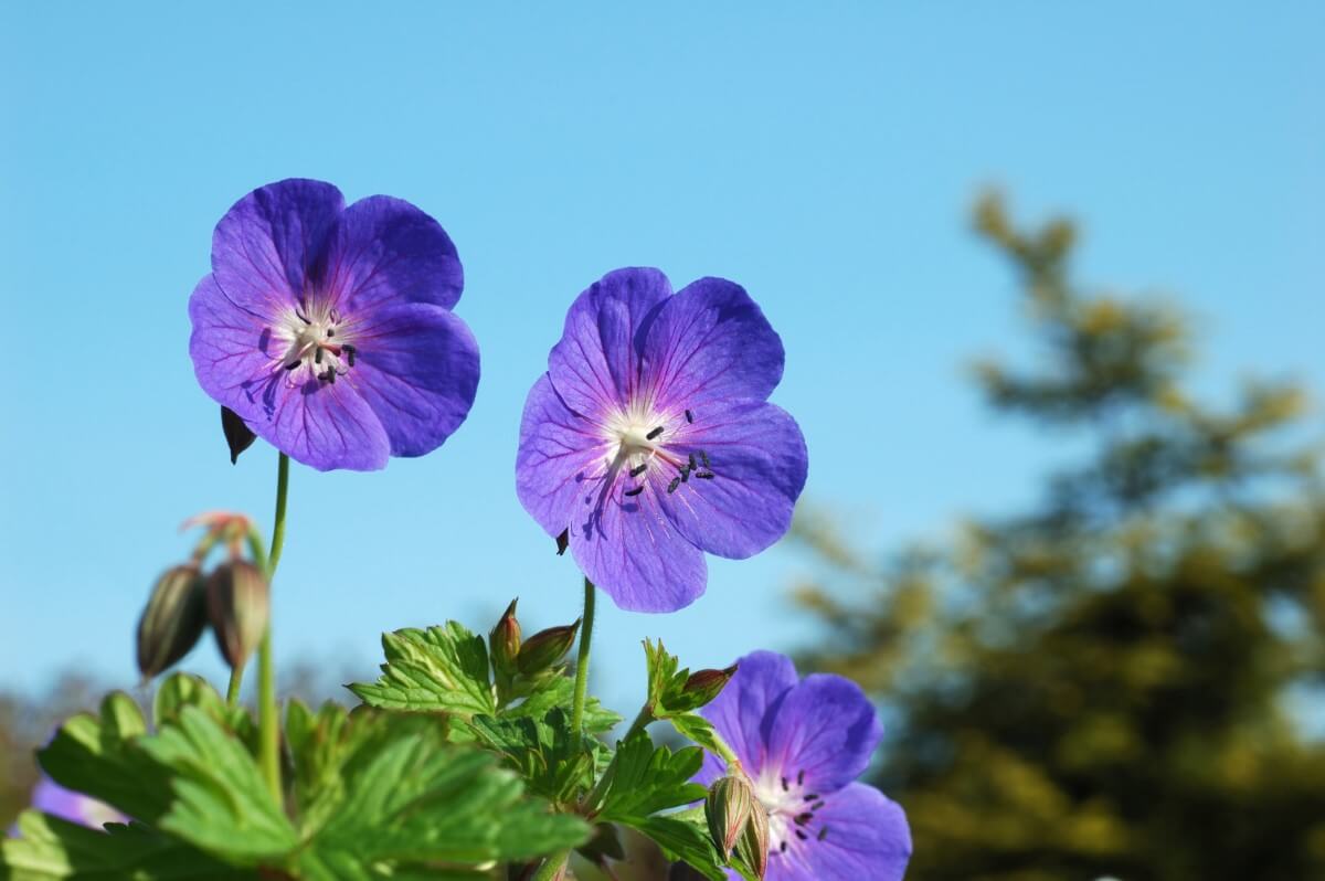 How to Grow Geranium Rozanne (Essential Tips) Petal Republic