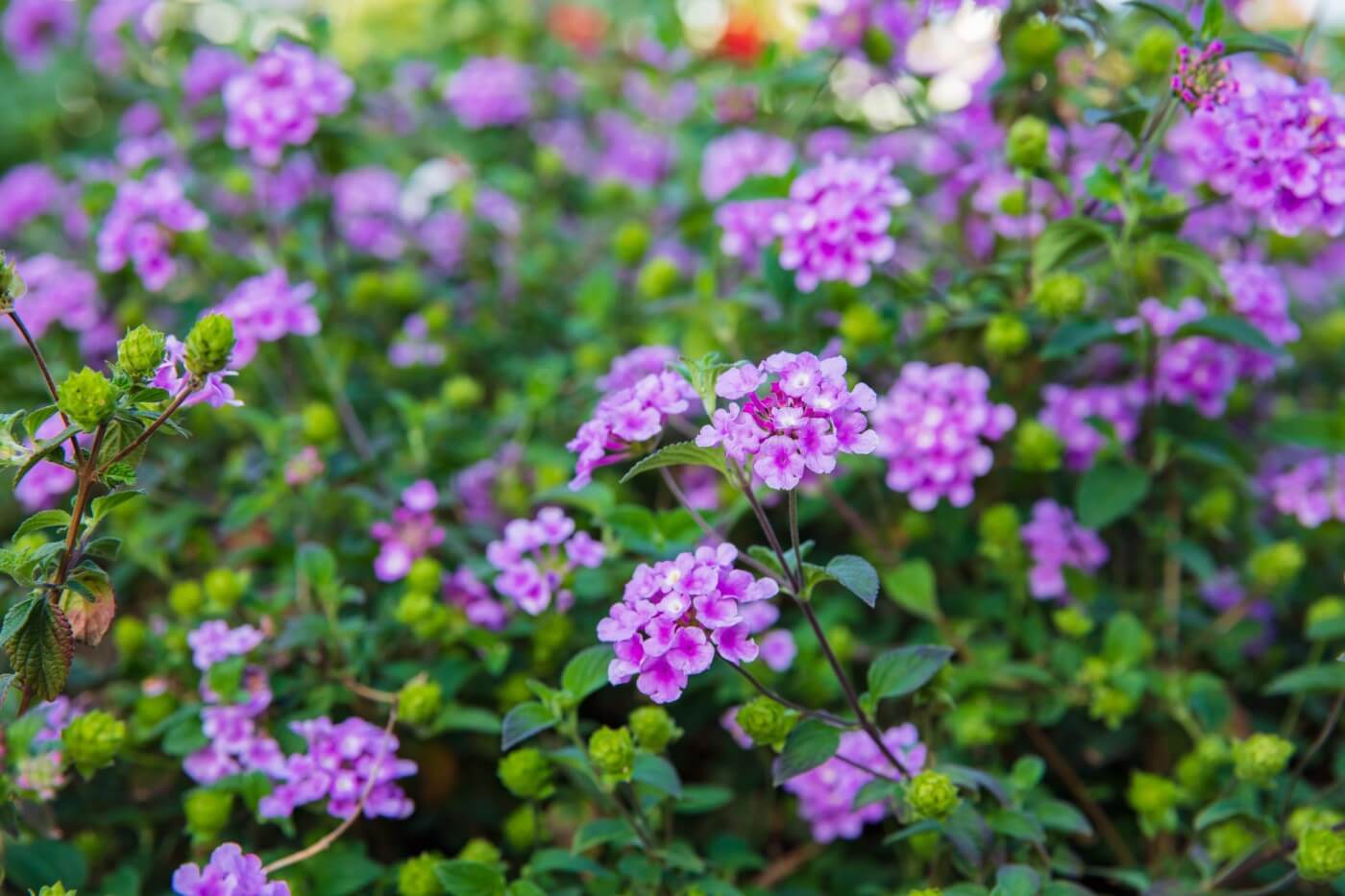 How to Grow Trailing Lantana (Lantana montevidensis) Petal Republic