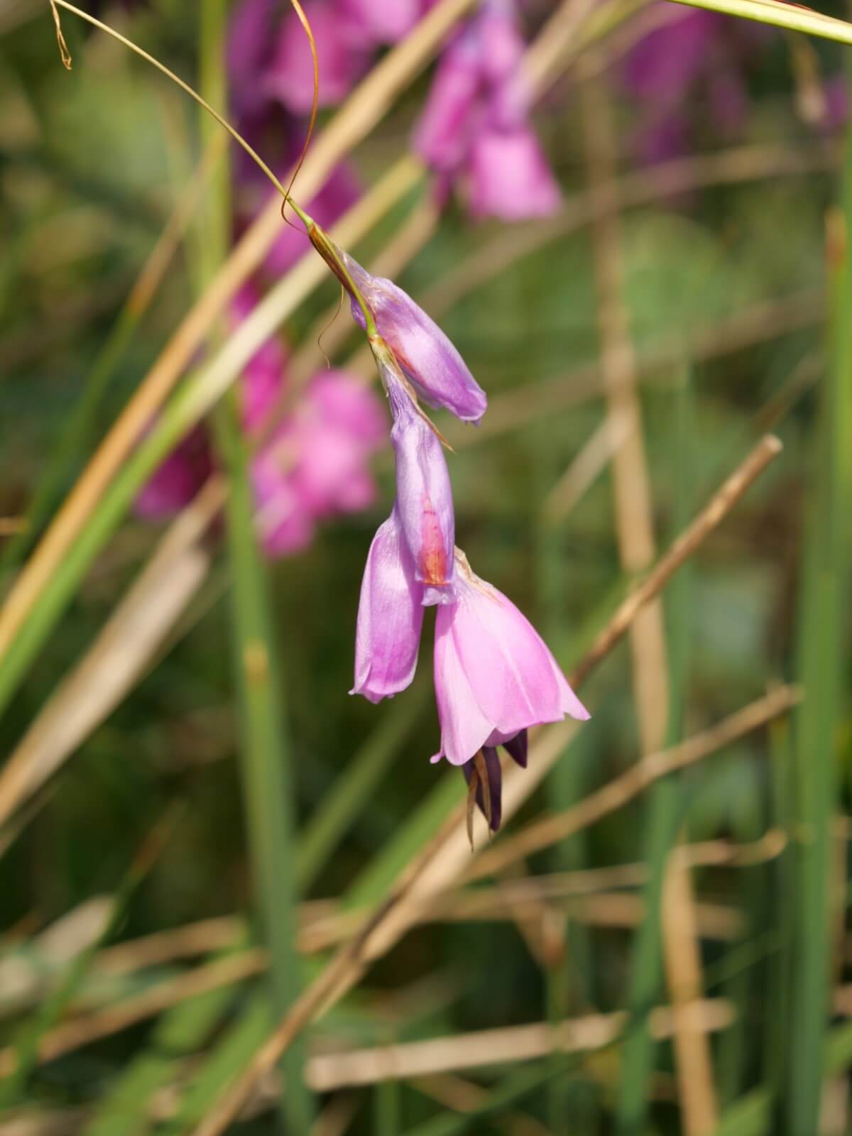 How to Grow Angel's Fishing Rod Flowers in Your Garden Petal Republic