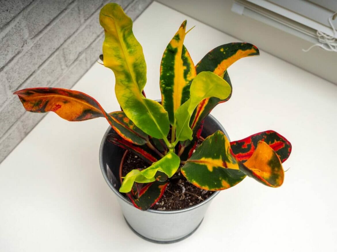 The Best Soil Mix for Croton Plants (Essential Tips) Petal Republic