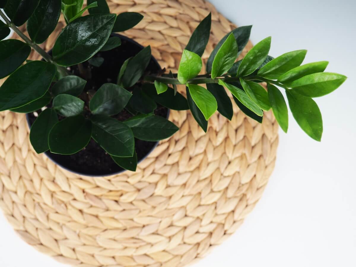 The Best Soil Mix for ZZ Plants (Essential Tips) Petal Republic