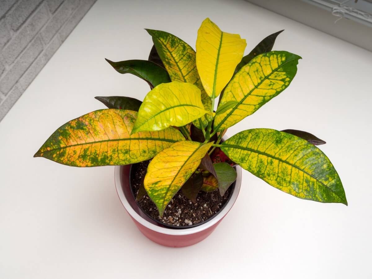 The Best Soil Mix for Croton Plants (Essential Tips) Petal Republic
