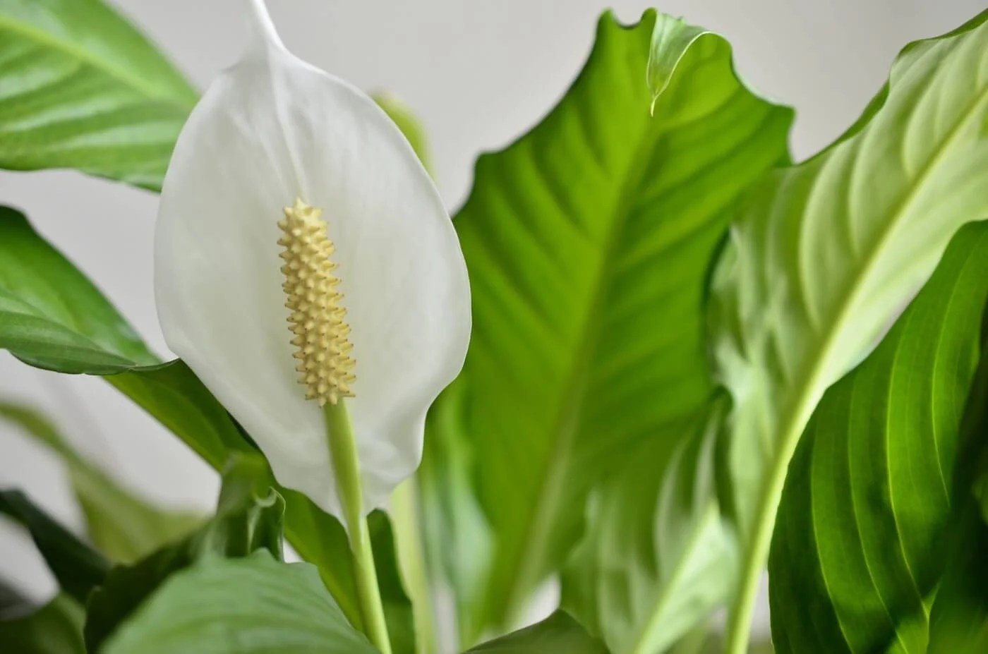 The Best Soil Mix for Peace Lily Plants (Essential Tips) Petal Republic