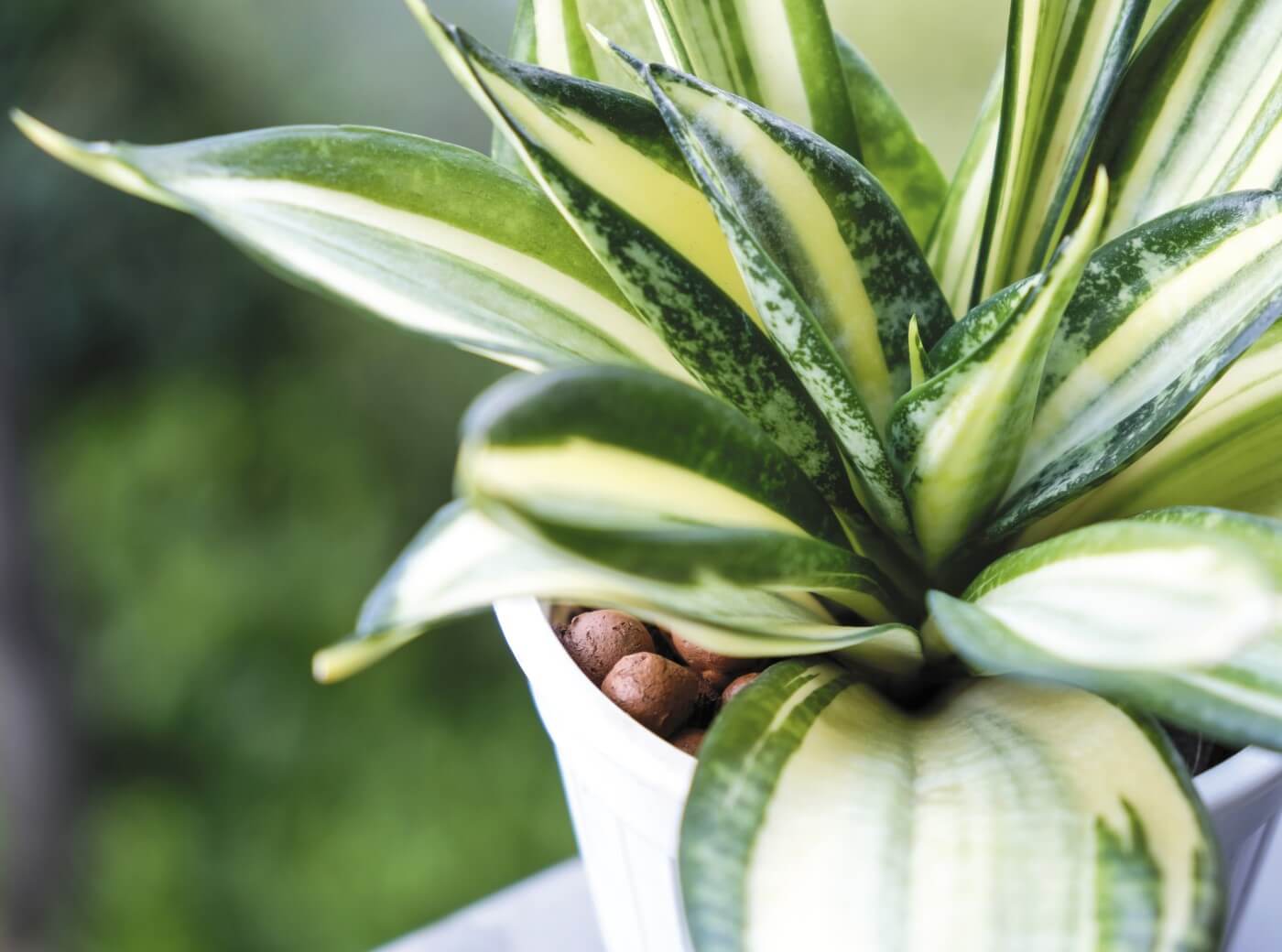 The Best Soil Mix for Snake Plants (Essential Tips) Petal Republic