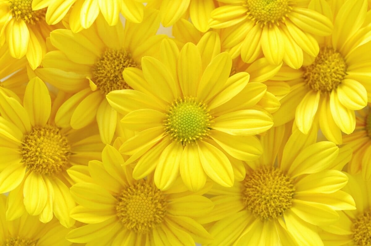 Ultimate Guide To Yellow Flower Meaning and Symbolism Around the World