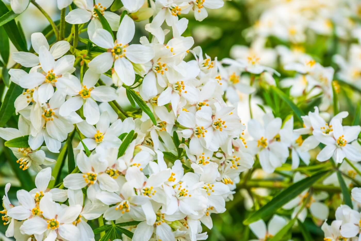 Ultimate Guide to Orange Blossom Meaning and Symbolism Petal Republic