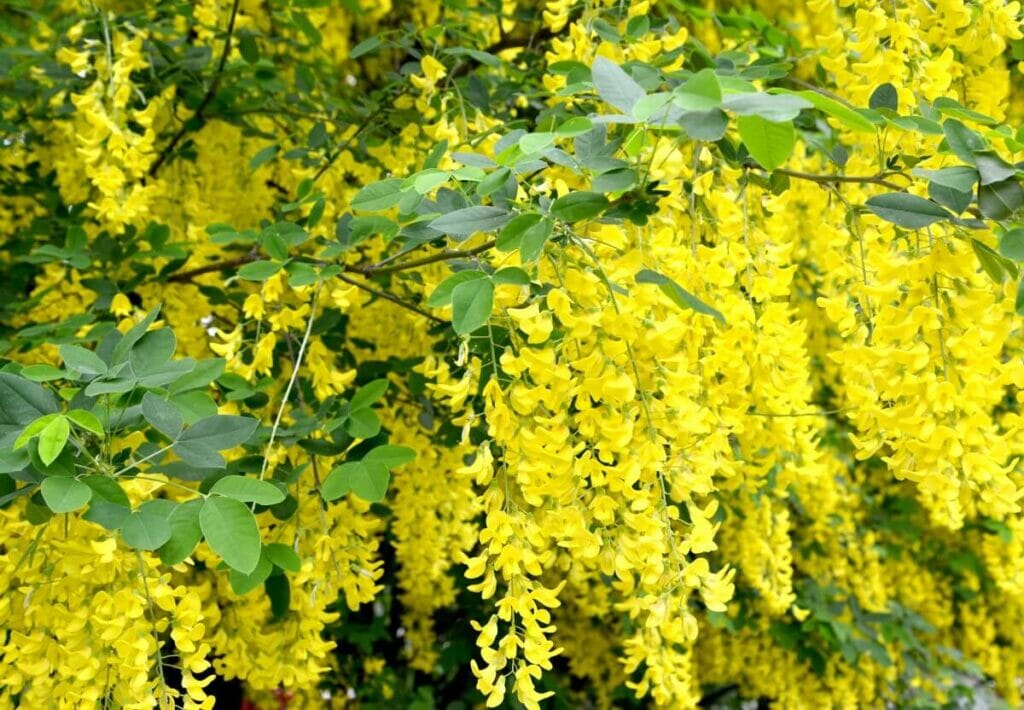 Ultimate Guide to Laburnum Flower Meaning Petal Republic