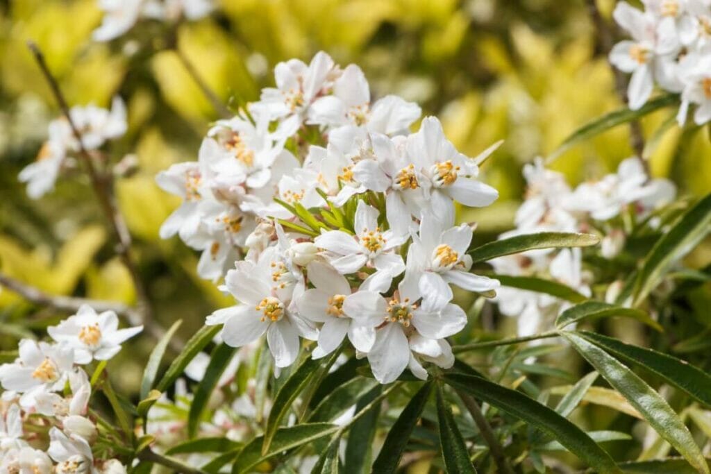 Ultimate Guide to Orange Blossom Meaning and Symbolism Petal Republic