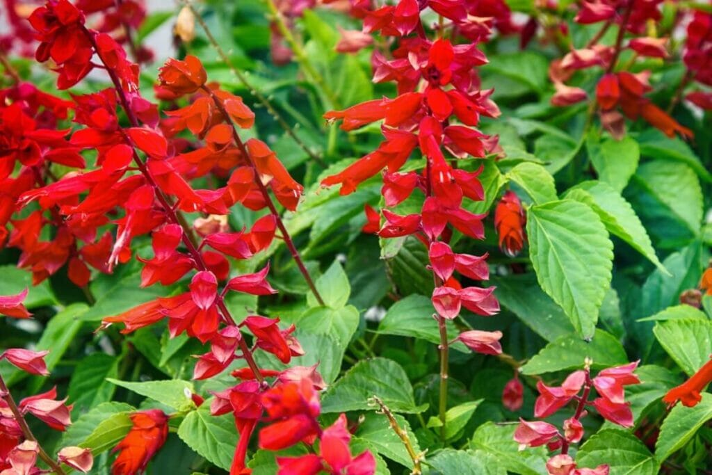 How to Grow Texas Sage (Salvia coccinea) Petal Republic