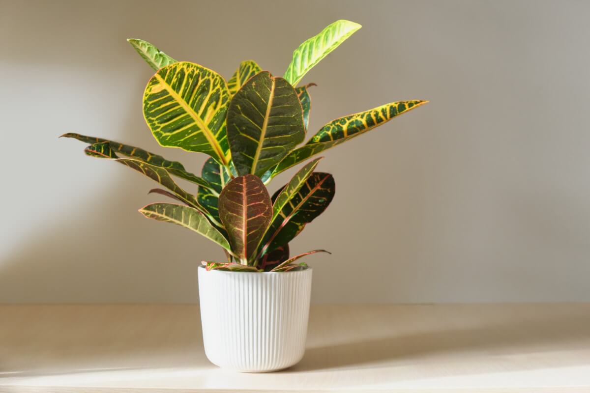 How to Water Croton Plants (Essential Tips) Petal Republic