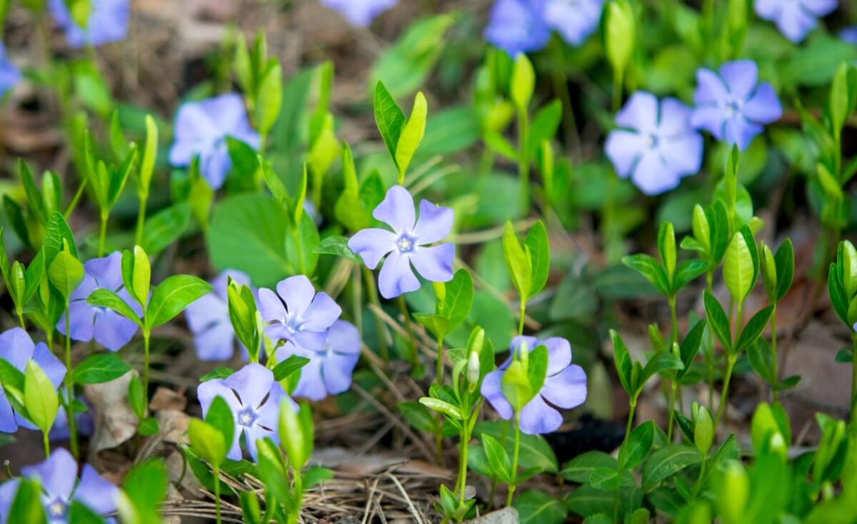 Periwinkle Flower Meaning, Symbolism, and Cultural Significance Petal Republic