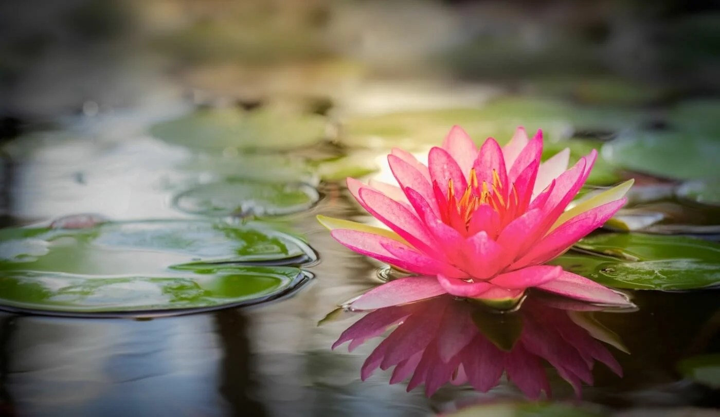 Pink Lotus Flower Meaning and Symbolism Petal Republic