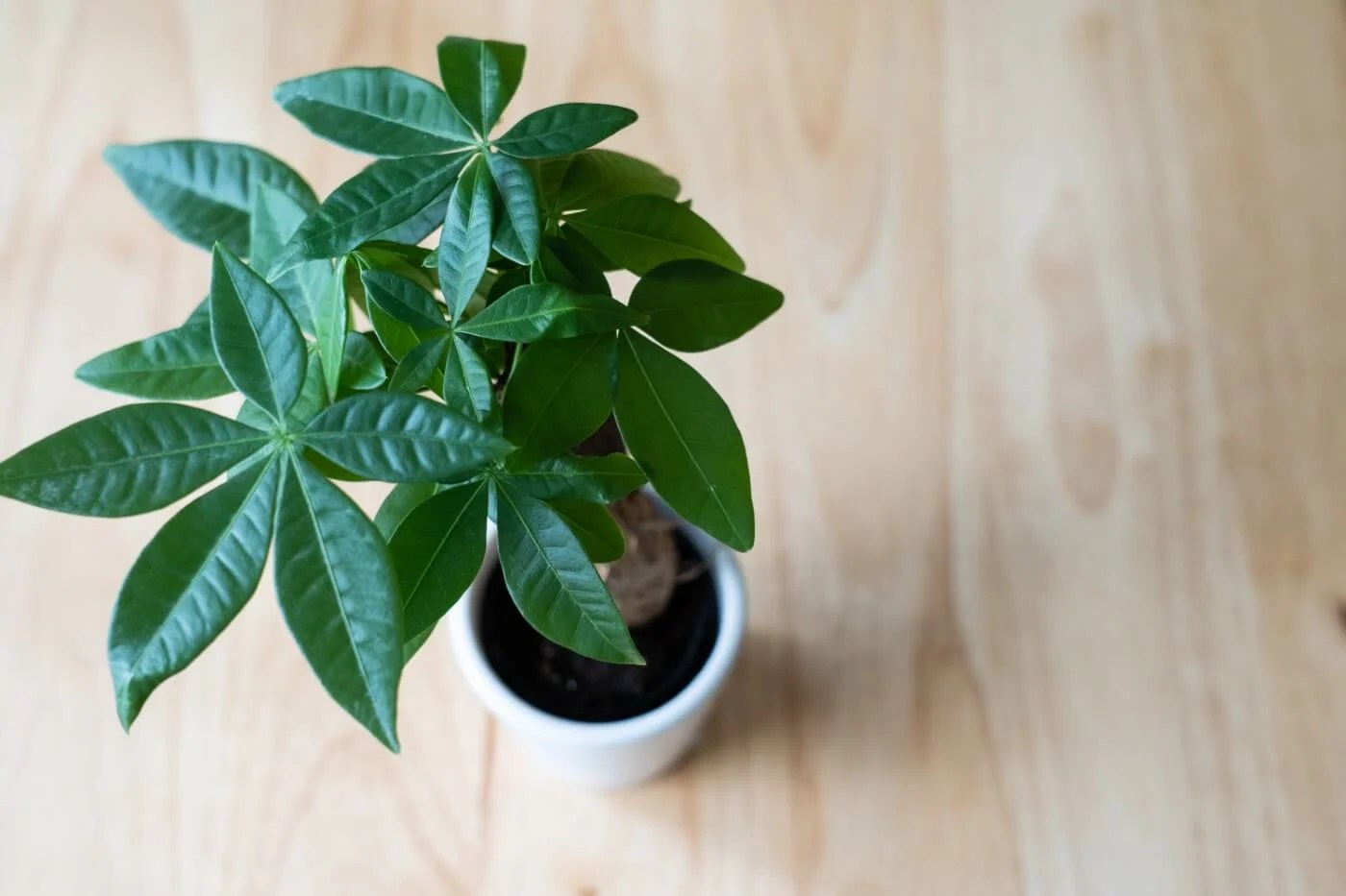 The Best Soil for Money Tree Plants (Essential Tips) Petal Republic