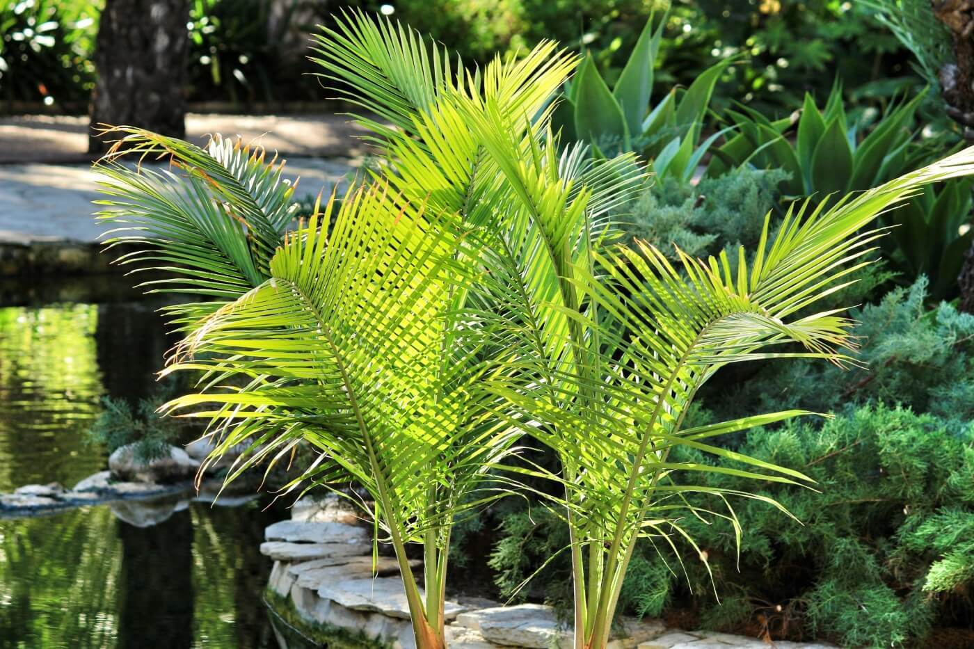 The Best Soil Mix for Majesty Palms (Essential Tips) Petal Republic