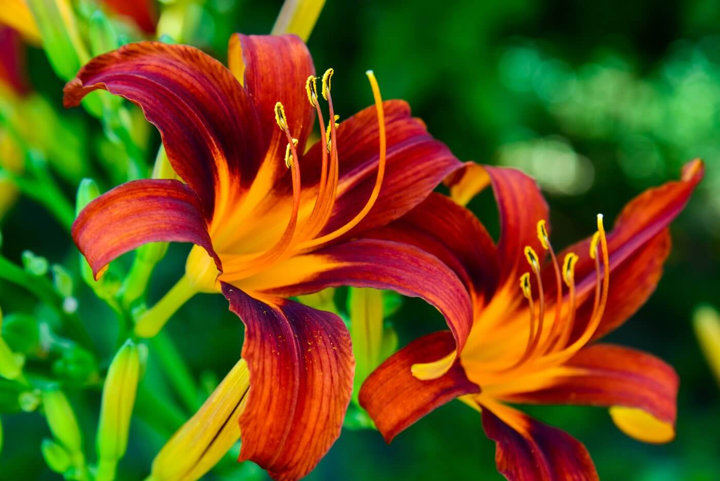 Ultimate Guide to Daylily Flower Meaning and Symbolism Petal Republic