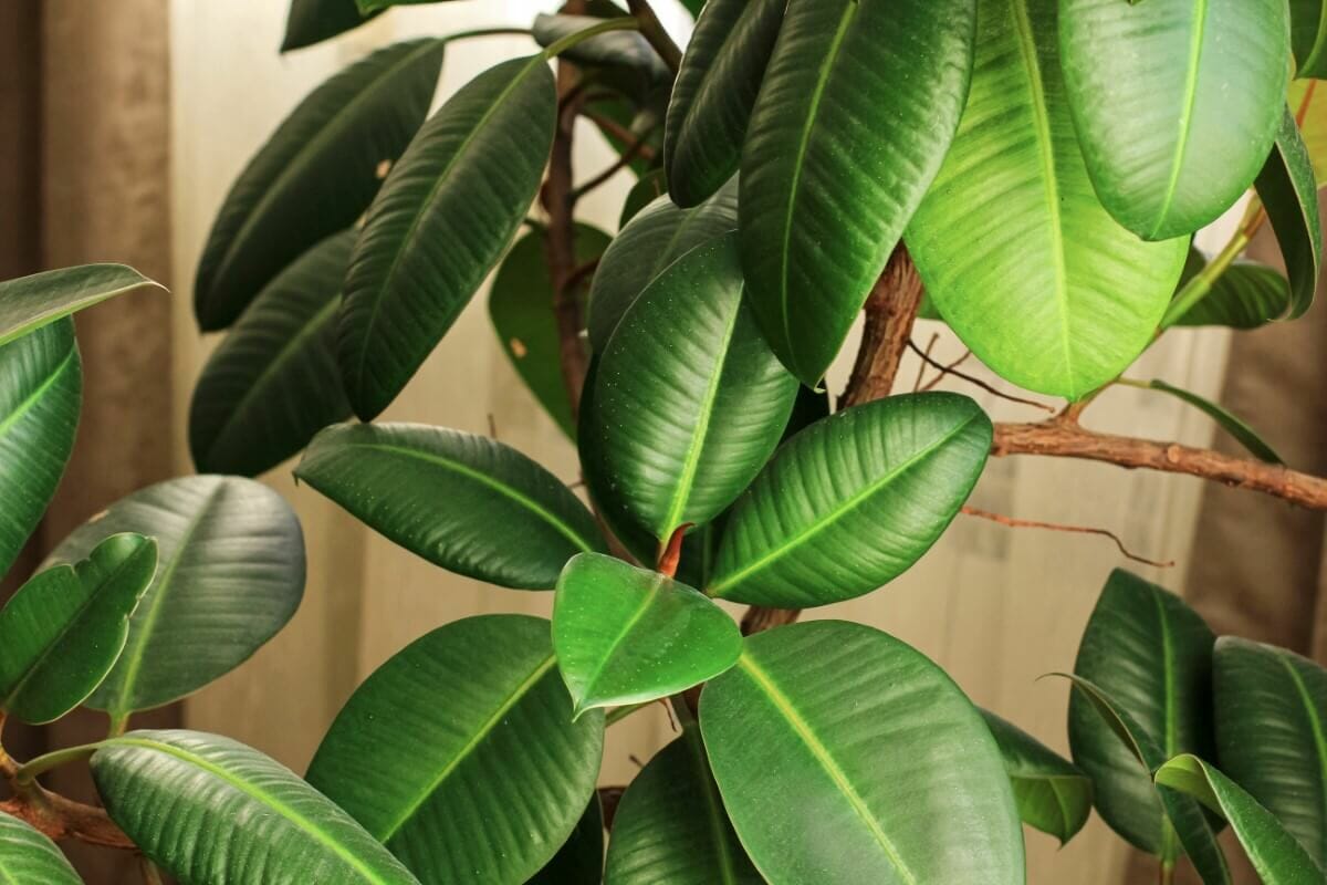 16 Amazing Benefits of Rubber Tree Plants Petal Republic