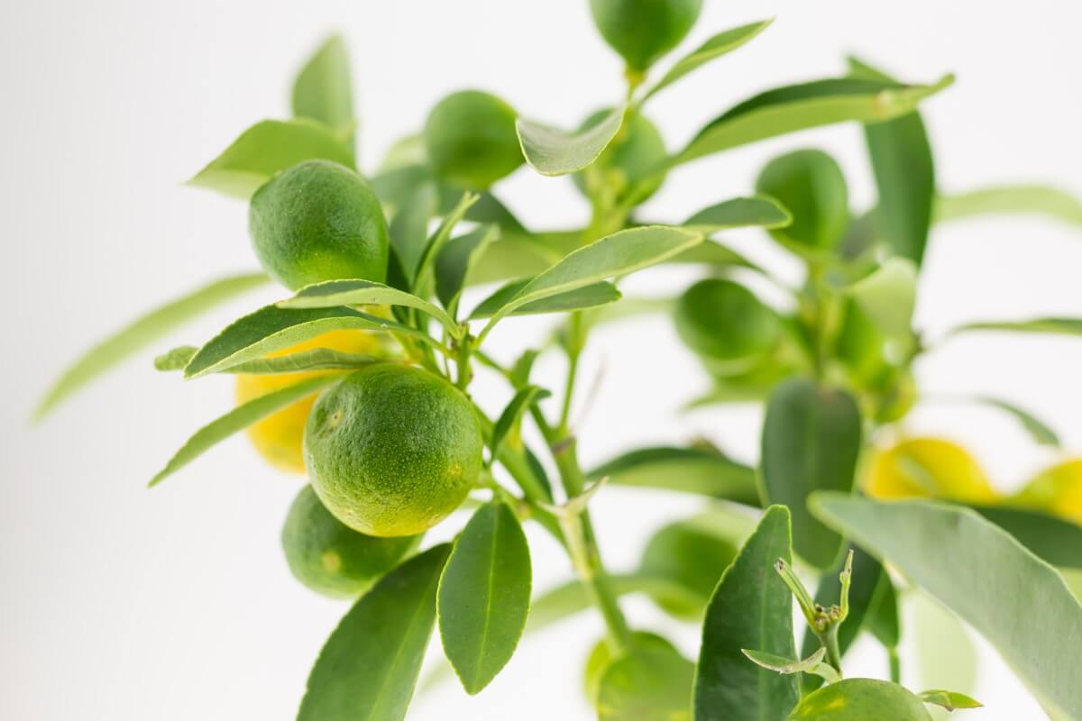 How to Prune Indoor Citrus Trees (Essential Tips) Petal Republic