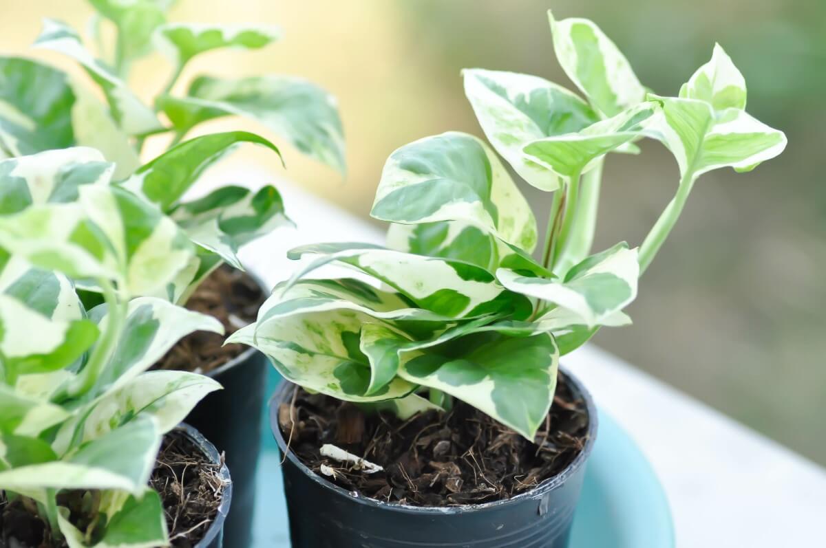 12 Amazing Uses and Benefits of Pothos Plants Petal Republic