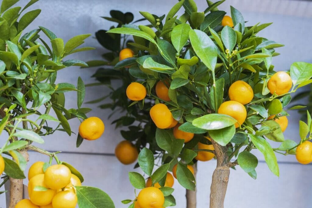 How to Fertilize Indoor Citrus Trees (Essential Tips) Petal Republic