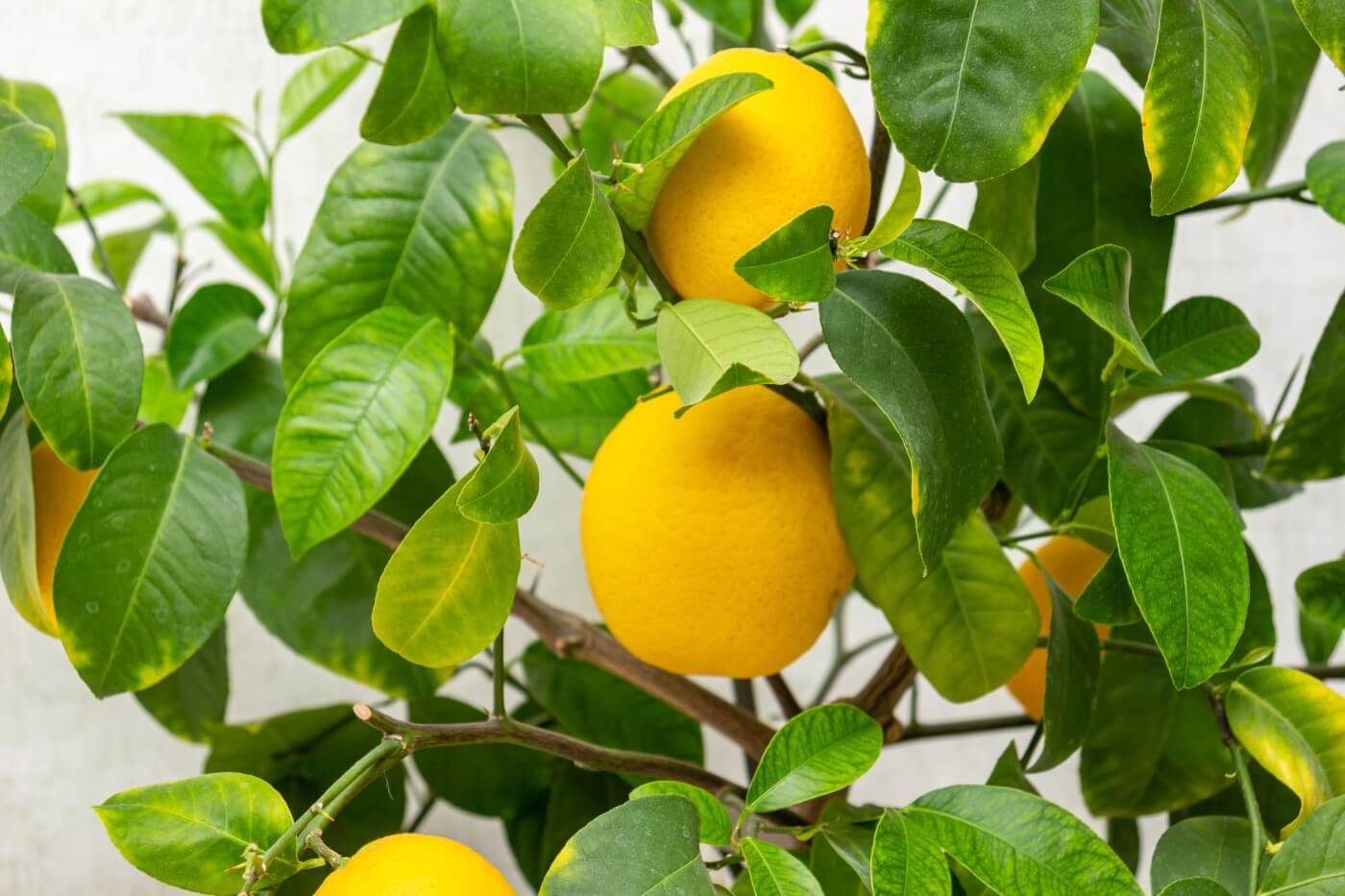 Are Citrus Trees Safe For Dogs