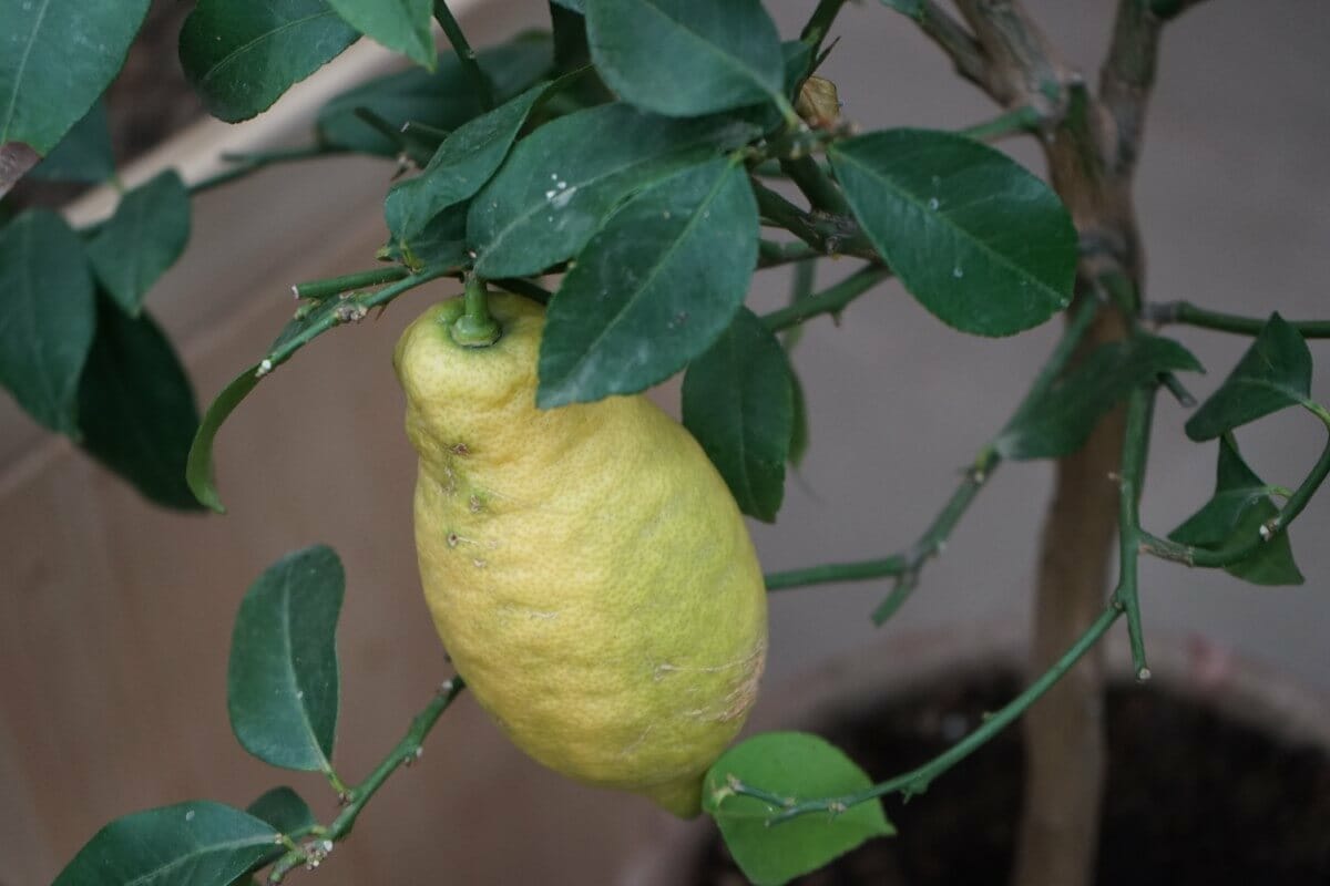 How Much Light Do Indoor Citrus Trees Need? Petal Republic