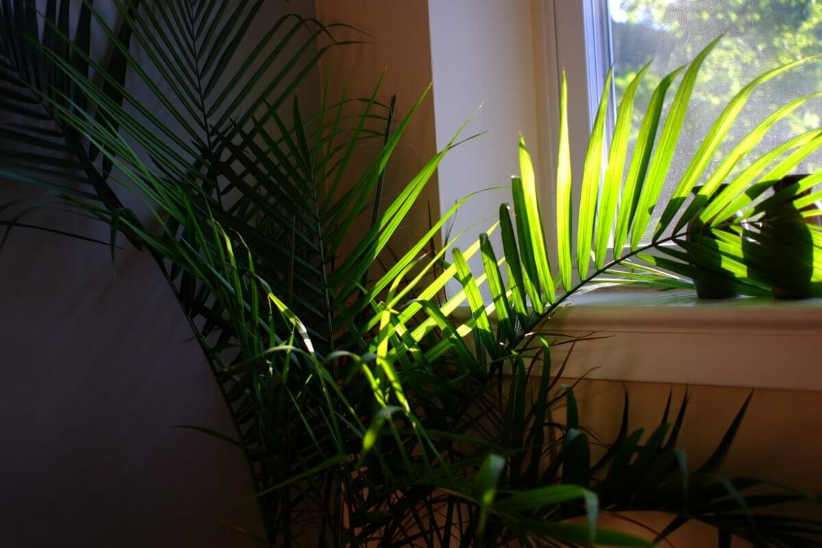 How Much Light do Majesty Palms Need? (Essential Tips) Petal Republic