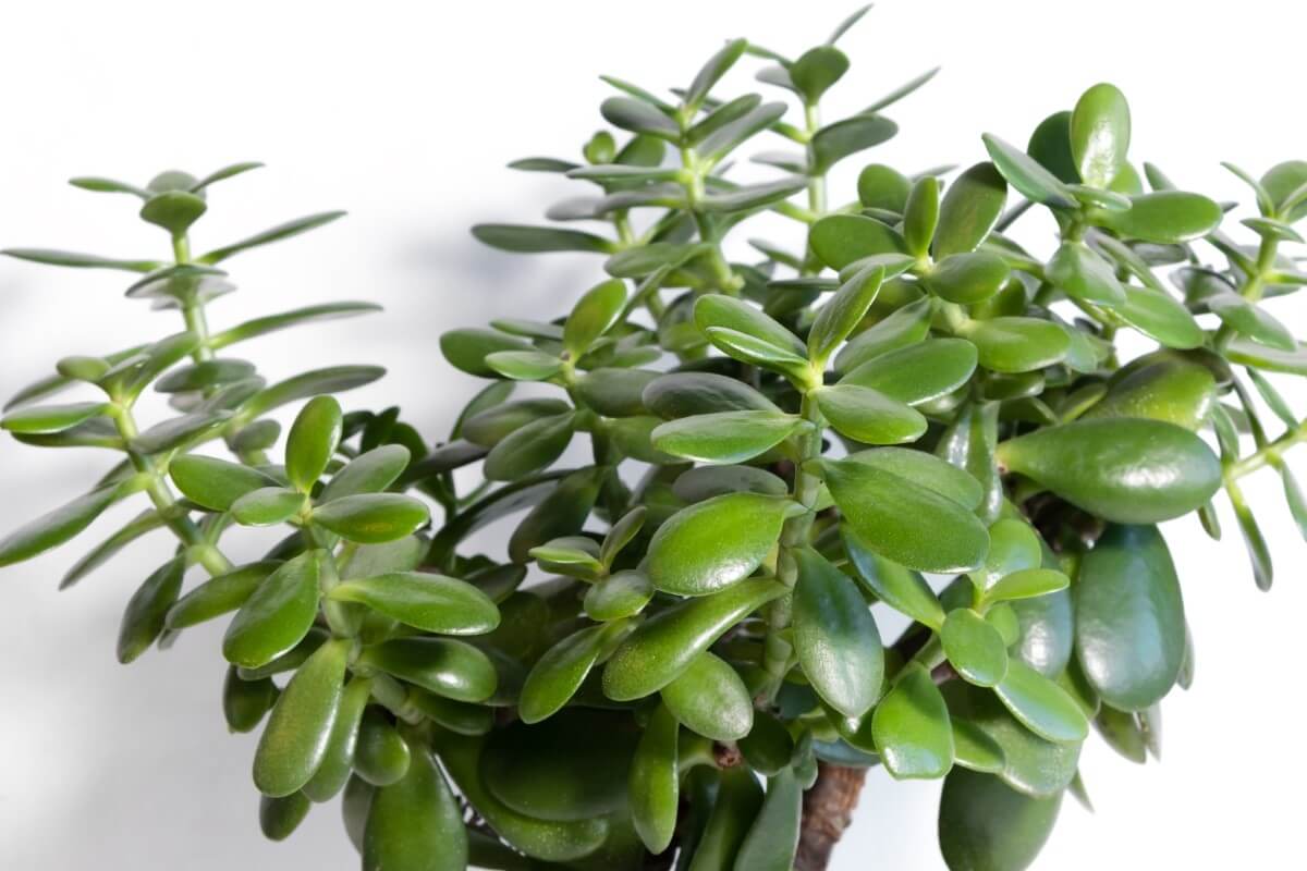 How to Water Jade Plants at Home (Essential Tips) Petal Republic