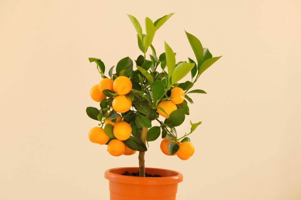 How to Fertilize Indoor Citrus Trees (Essential Tips) Petal Republic