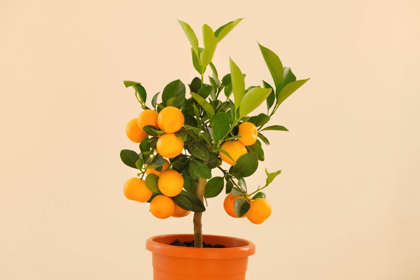 How to Fertilize Indoor Citrus Trees (Essential Tips) Petal Republic