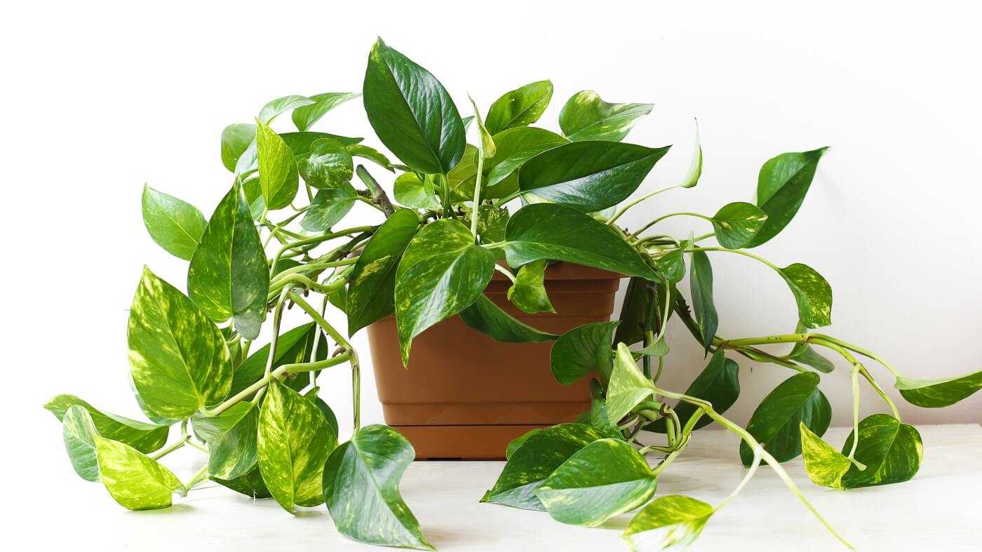 9+ Pothos fertilizer ratio ideas Plants