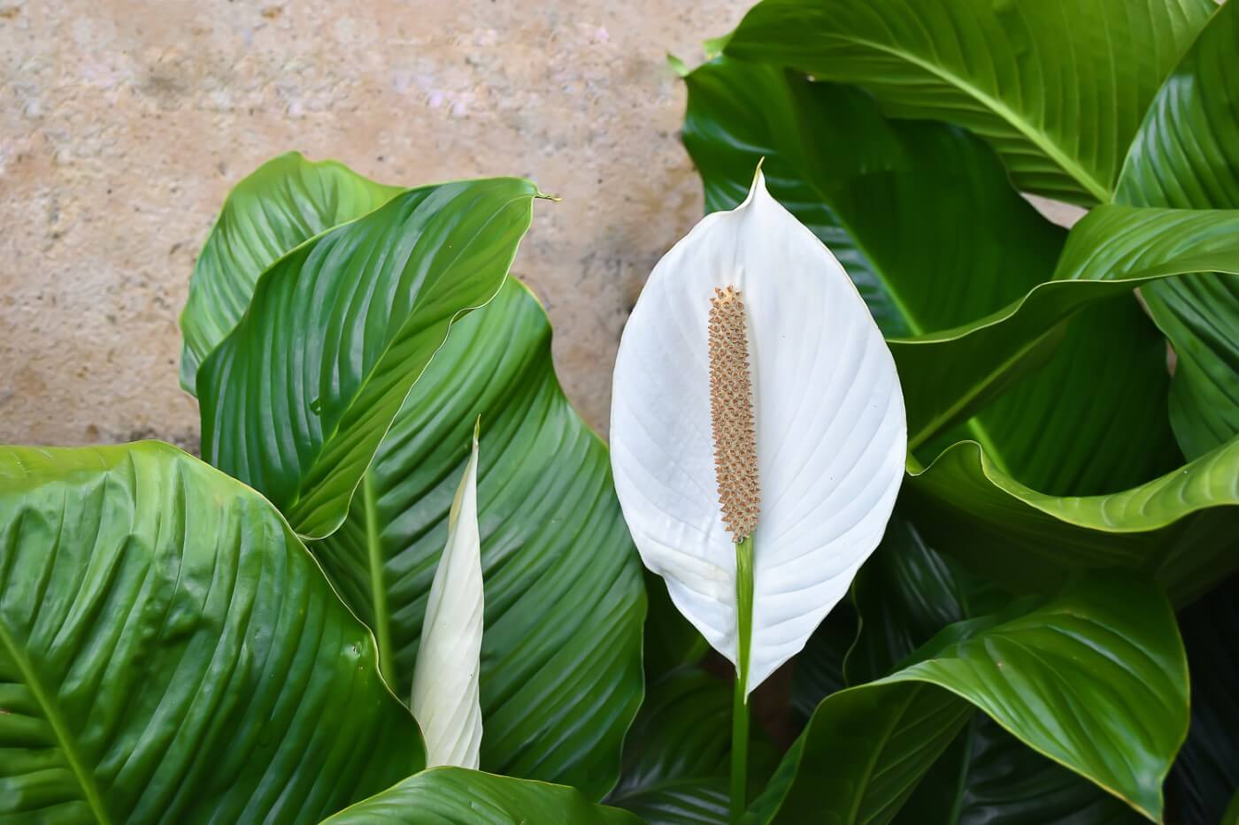 When and How to Water Peace Lily Plants (Essential Tips) Petal Republic