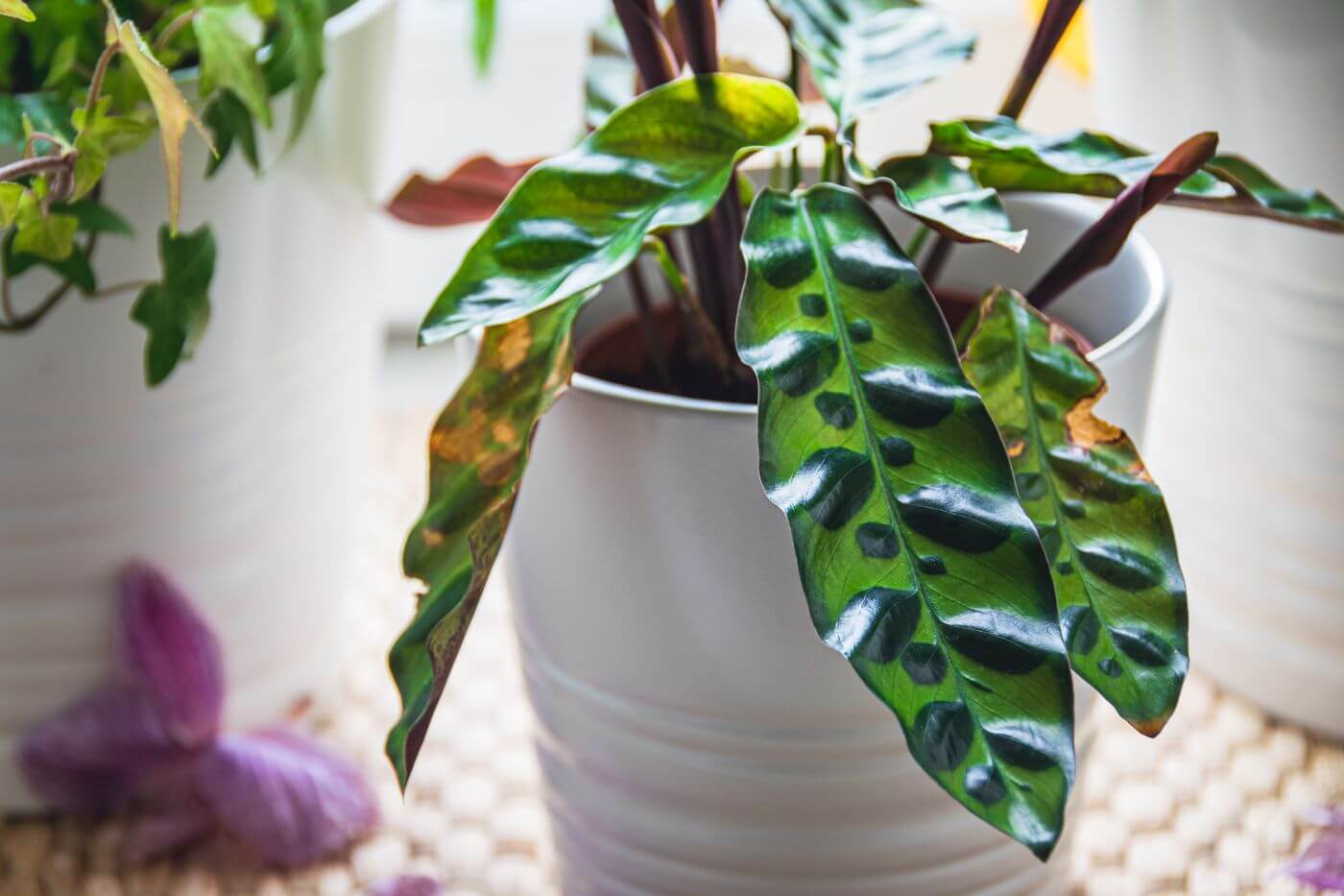 11 Common Reasons Your Calathea Plant is Drooping and How to Fix It