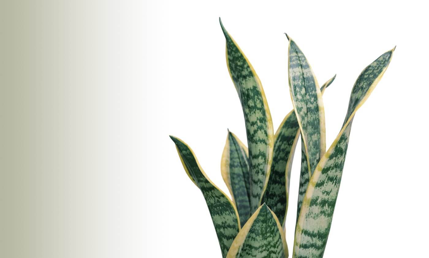 How Fast Do Snake Plants Grow Indoors? Petal Republic