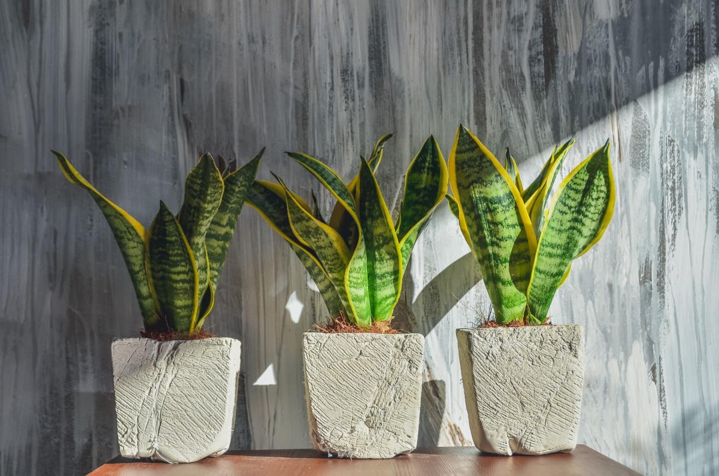 How Much Light Do Snake Plants Need? (Essential Tips) Petal Republic