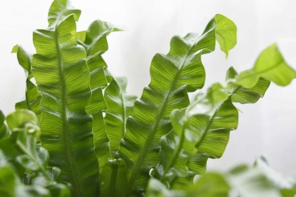 How to Repot a Bird’s Nest Fern (Essential Tips) Petal Republic