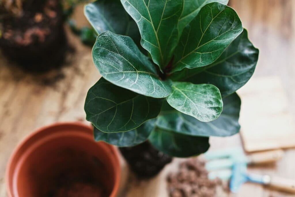 When and How to Repot a Fiddle Leaf Fig (Essential Tips) Petal Republic