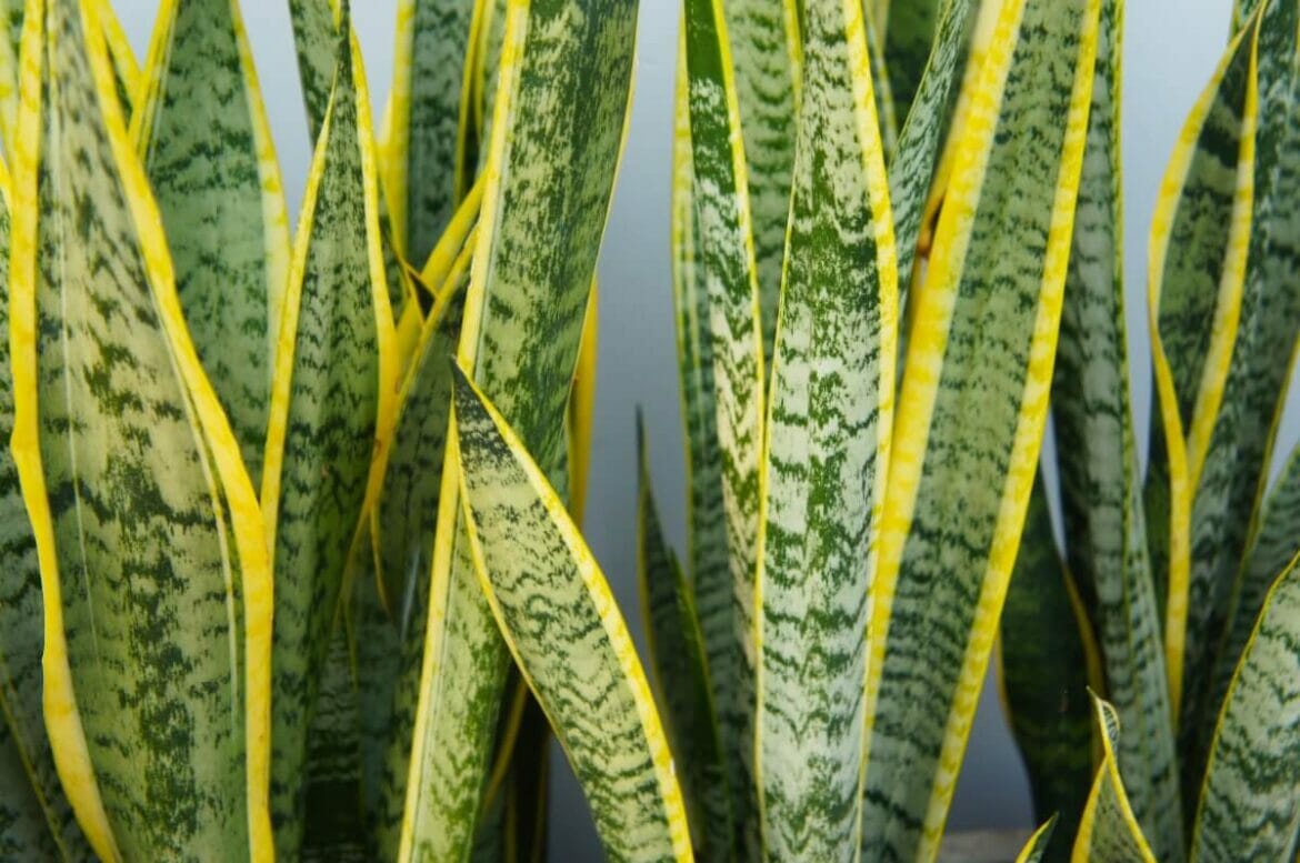 5 Common Reasons Your Snake Plant is Drooping and How to Fix It Petal