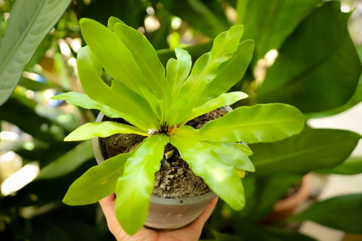 How to Propagate Bird’s Nest Ferns (Essential Tips) Petal Republic