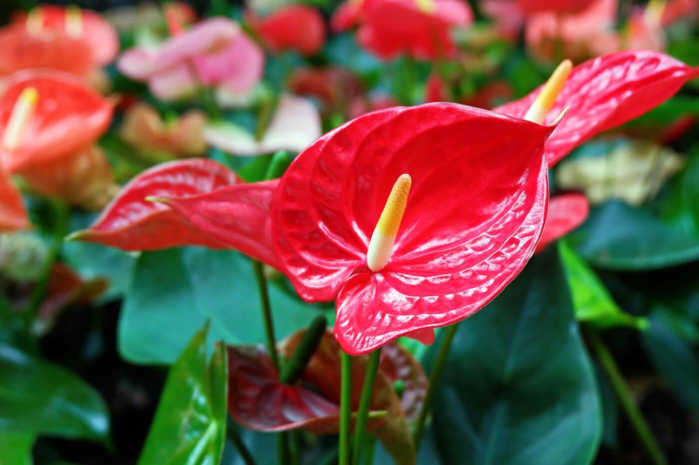 How to Water Anthurium Plants at Home (Essential Tips) Petal Republic