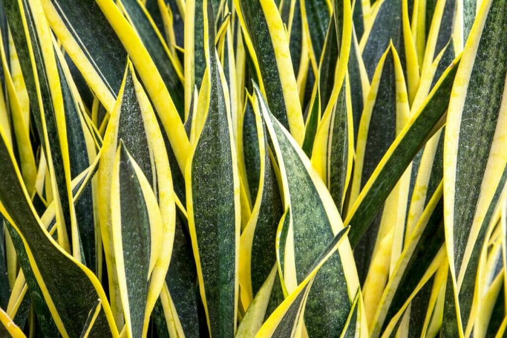 How Much Light Do Snake Plants Need? (Essential Tips) Petal Republic