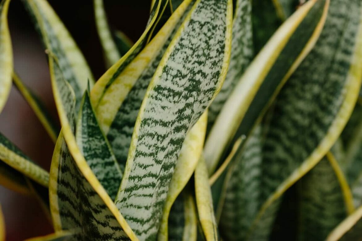 5 Common Reasons Your Snake Plant is Drooping and How to Fix It Petal