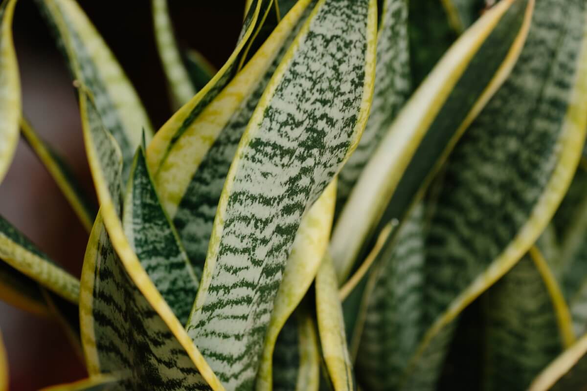 5 Common Reasons Your Snake Plant is Drooping and How to Fix It Petal